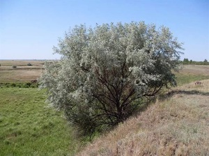 Лох вузьколистий і Лох колючий: умови зростання, корисні властивості і застосування