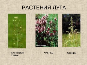 Растения луга