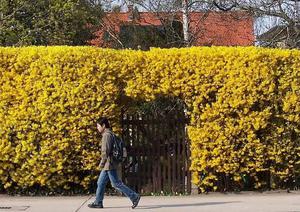 Цветник Форзиция (Forsythia)  