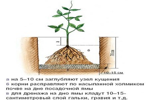 Как правильно выбрать место для посадки