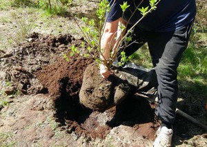 Чагарник бузок: опис рослини, коли і як правильно посадити навесні і восени, догляд і розмноження