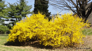 Forsythia europaea