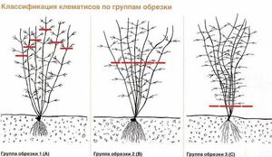 Уход за клематисом весной и летом