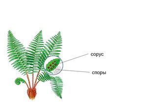 Розмноження папороті, утворення спор і подальше укорінення їх в грунті