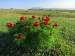 Півонія тонколиста: опис виду, ВИРОЩУВАННЯ, використання paeonia tenuifolia в ландшафтному дизайні