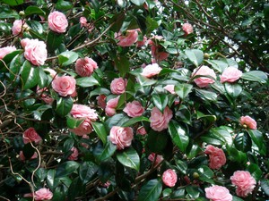 Камелия японская (Camellia japonica)