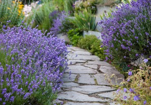 Lavandula angustifolia 