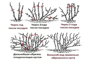 Обрезка ирги