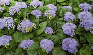 Агератум мексиканский (Ageratum mexicanum) Blue Danube