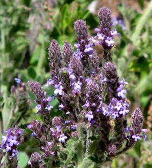 Вид Verbena lasiostachys