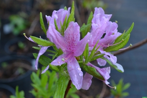 Рододендрон Catawbiense Grandiflorum - вид крупно