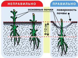 Сорта клематиса