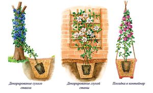 Особливості посадки клематисів у відкритому грунті, посадка і догляд