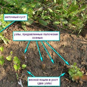 Особенности ухода за растением клематис