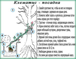 Посадка клематиса в открытый грунт