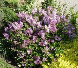 Сирень мейера Палибин (Syringa meyeri Palibin)