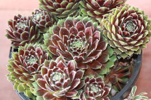 Молодило Sempervivum tectorum