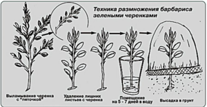 Размножается барбарис побегами