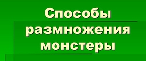 Як розмножити монстеру: способи розмноження в домашніх умовах, рекомендації від професіоналів