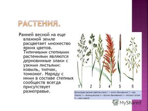 Разнотравье степи