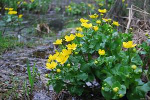 Калюжниця болотної або caltha palustris: особливості посадки і догляду