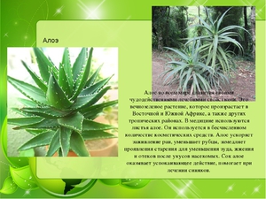 Алое Віра — лікувальні властивості рослини і протипоказання в його застосуванні