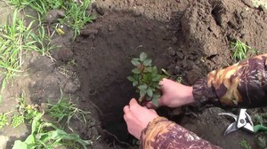 Як правильно провести посадку саджанців троянд у відкритий грунт навесні