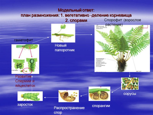 Описание жизненного цикла папоротника