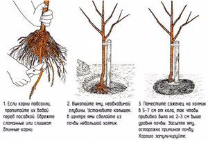 Как ухаживать за яблоней