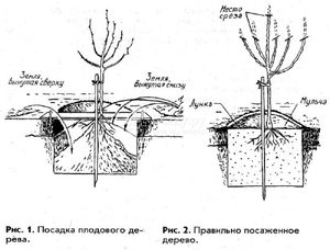 Посадка яблон  весной