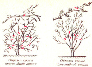 Как посадить вишню