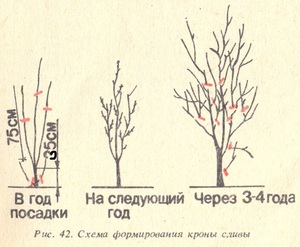 Как проводить обрезку сливы