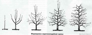 Правила обрезки груш