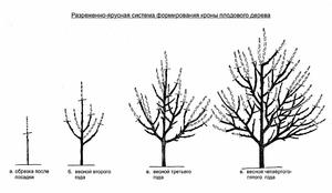 Осенняя обрезка груш