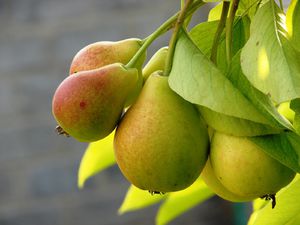 Шкідники і хвороби груші на листках, що робити якщо листя починає скручуватися