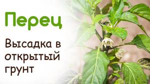 Висадка розсади перцю у відкритий грунт: як садити розсаду перцю у відкритий грунт, коли проводити посадку