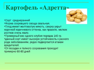 Картопля Адретта: опис і коротка характеристика сорту, особливості посадки і догляду, хвороби і шкідники